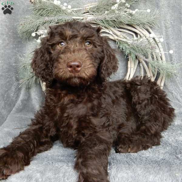 Brody (F1b medium), Labradoodle Puppy